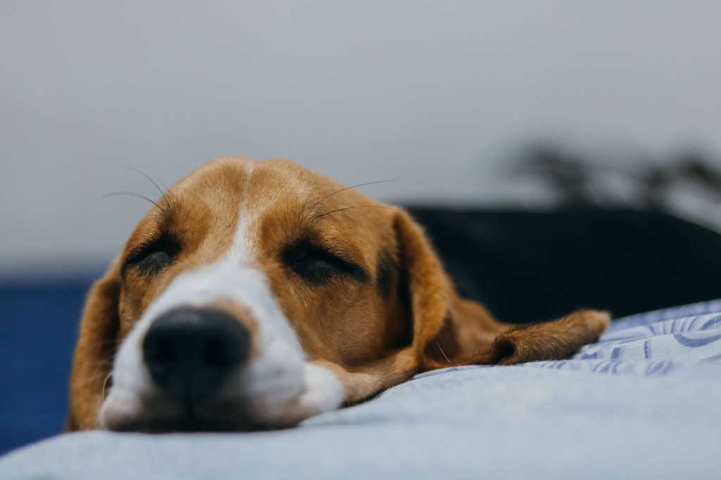 sad looking dog is lies head upon a white concrete block