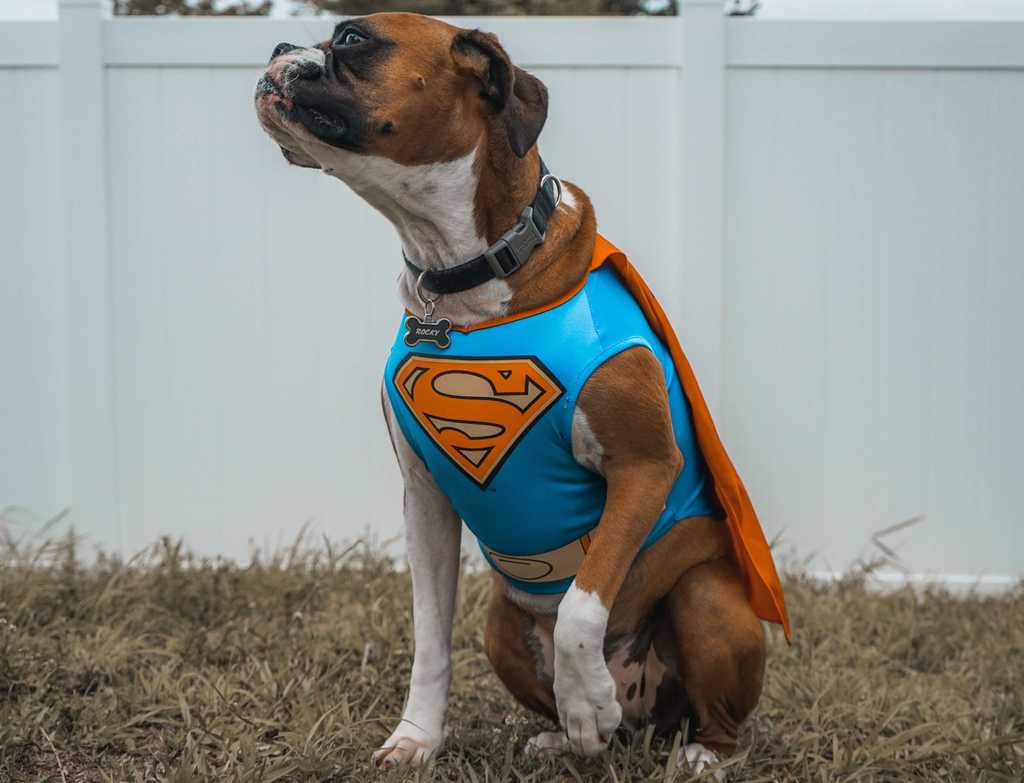 dog dressed in blue and red superhero costume stands in front of white fence